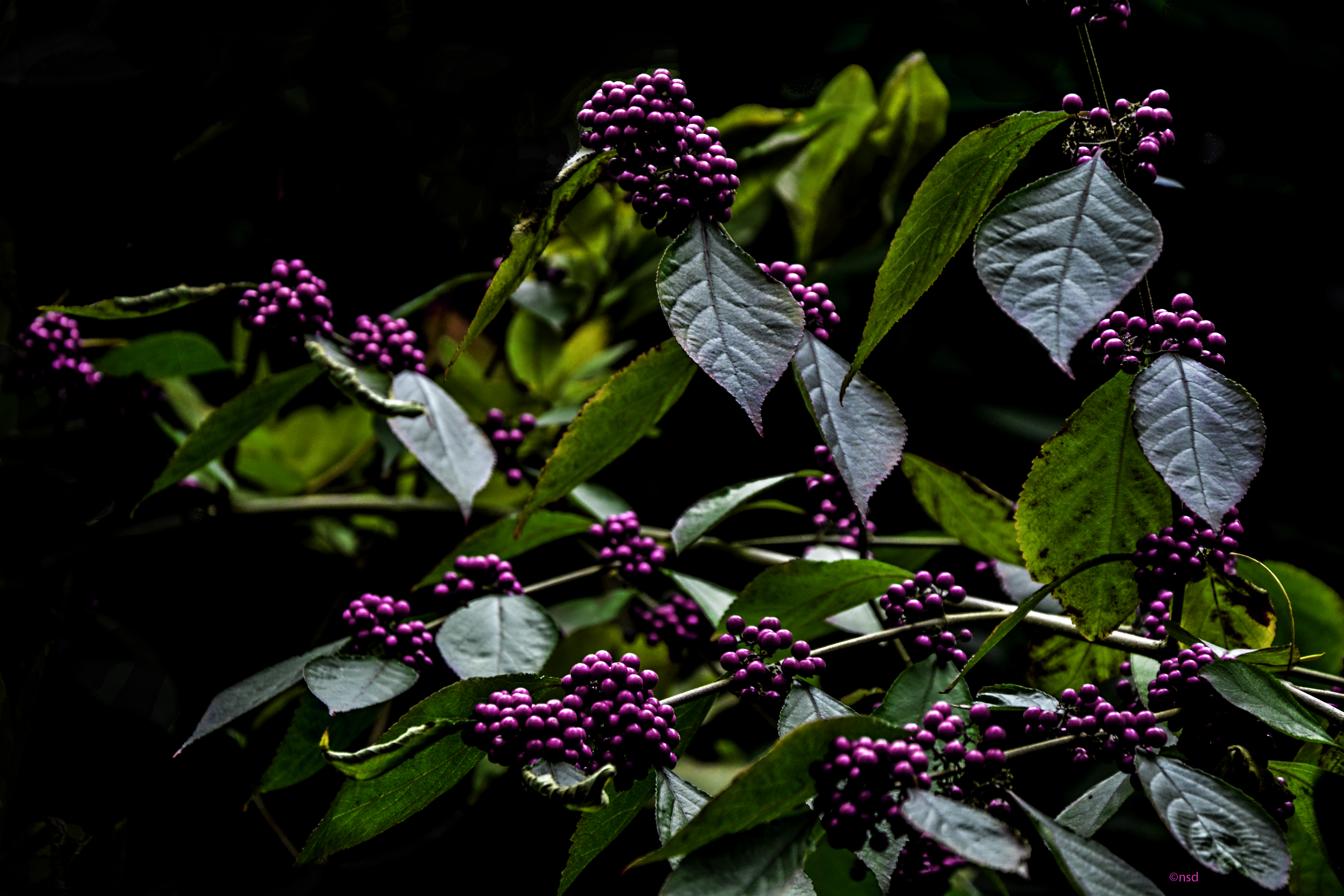 Purple Berries